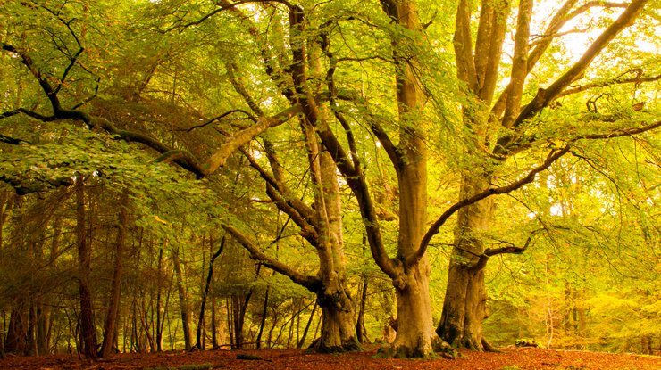 Three trees stand out amongst golden coloured woodland