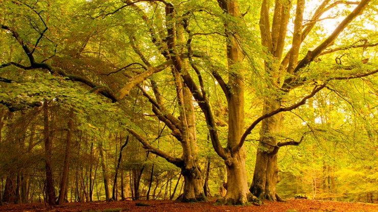 Three grand trees at Knightswood by Rob Franklin Three trees stand out amongst golden coloured woodland
