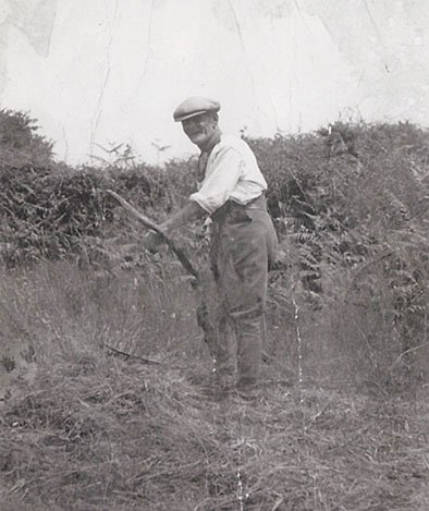 Godshill meadow