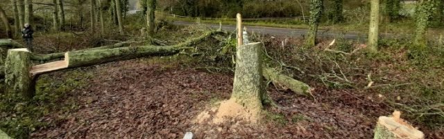 Felled trees