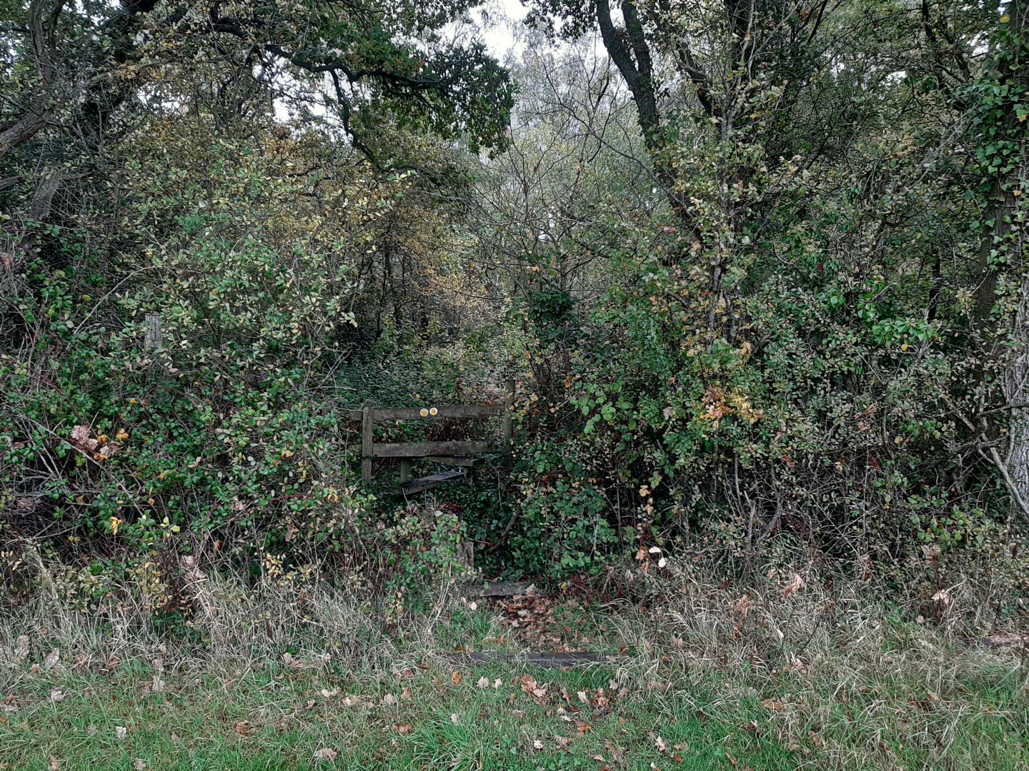 Wooden style in a hedge