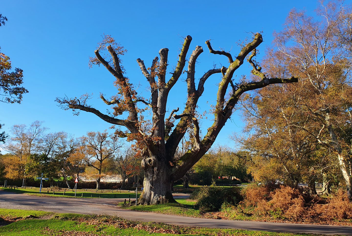 Moyles Court Oak Oak tree