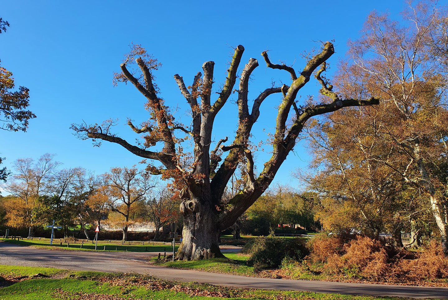 Oak tree