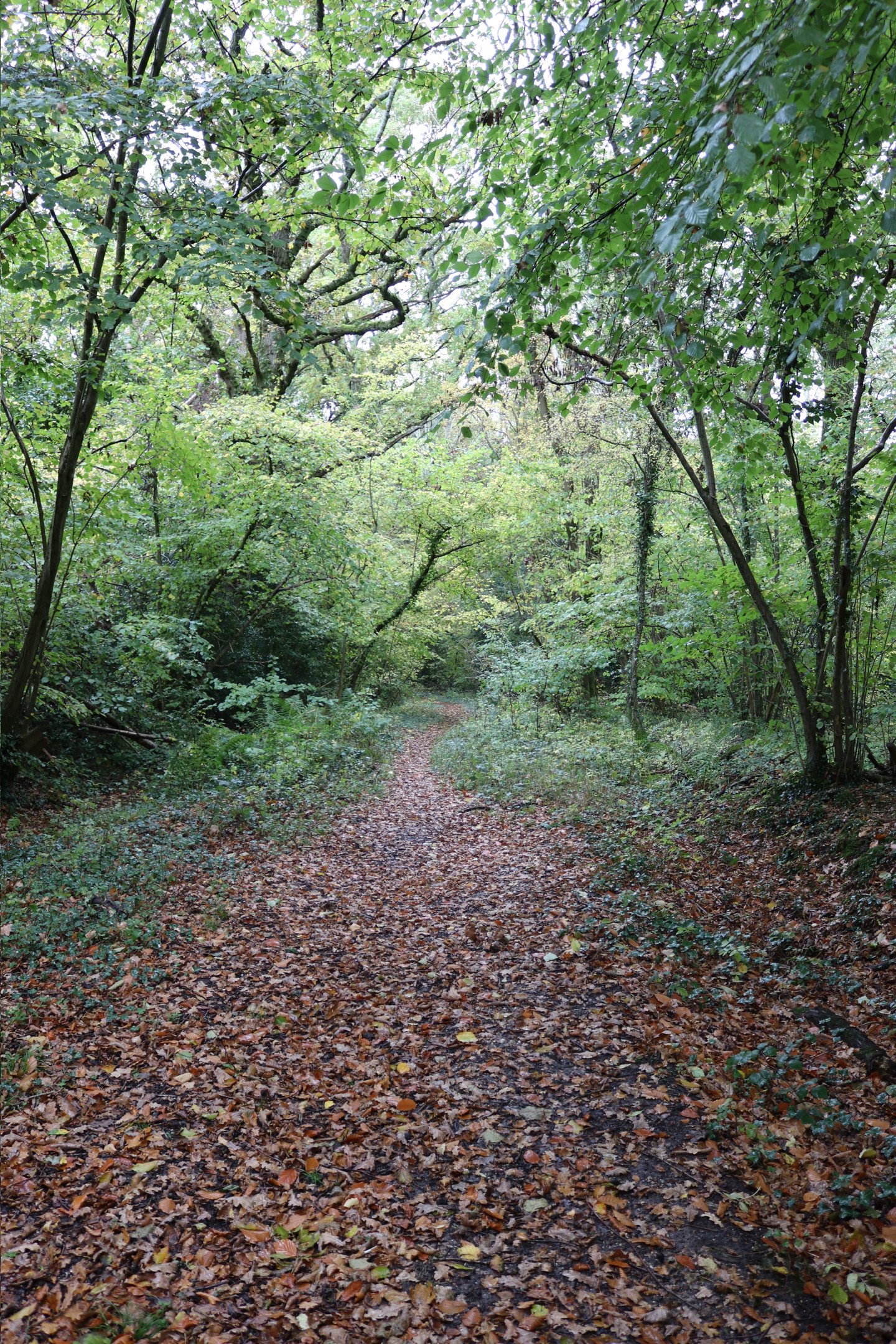 Woodland path