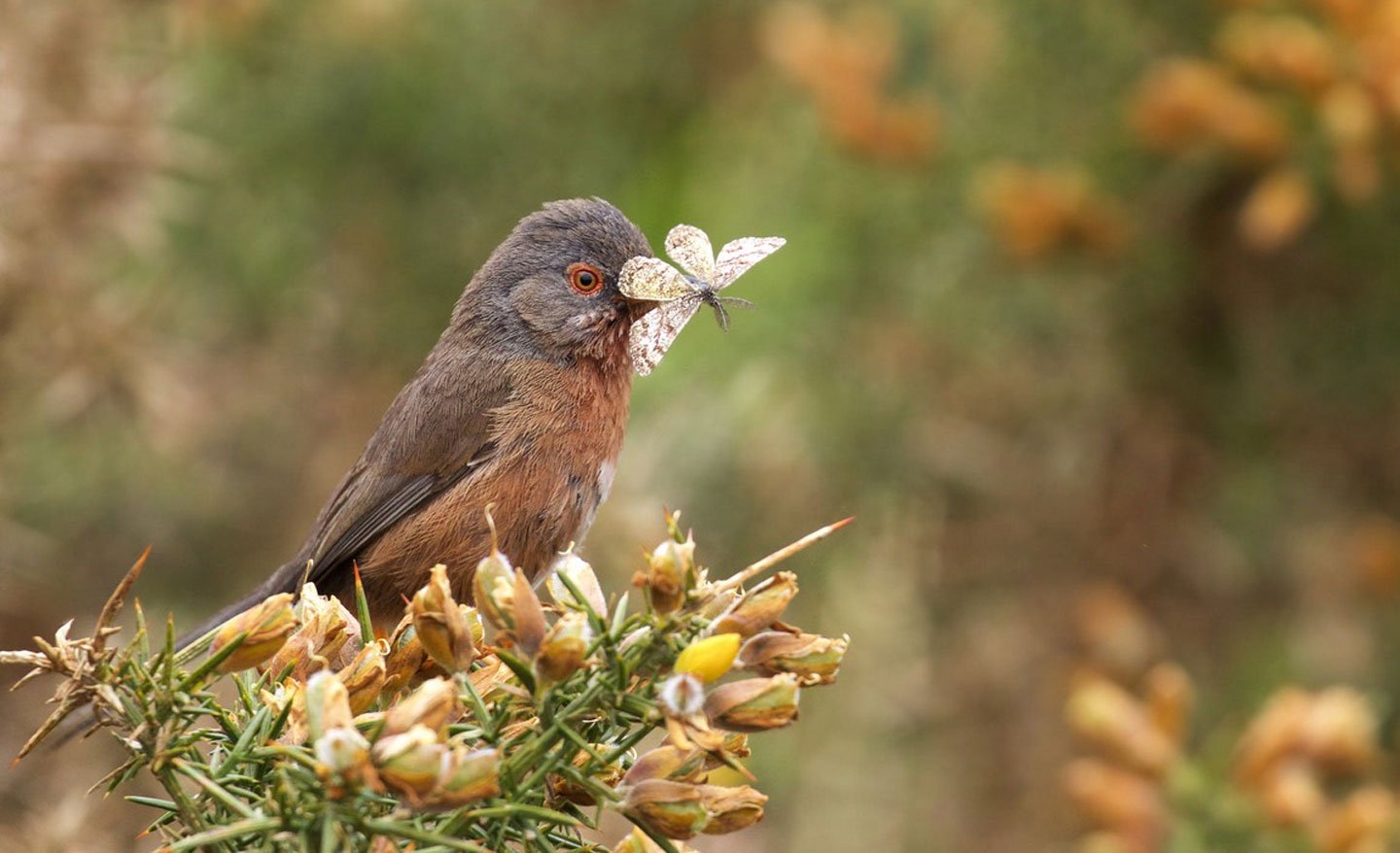 Bird Dartford Warbler