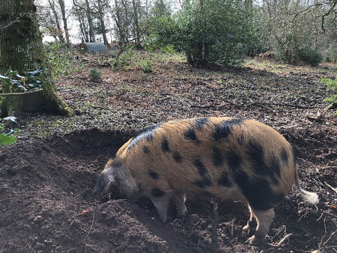Gloucester Old Spot pig Pig