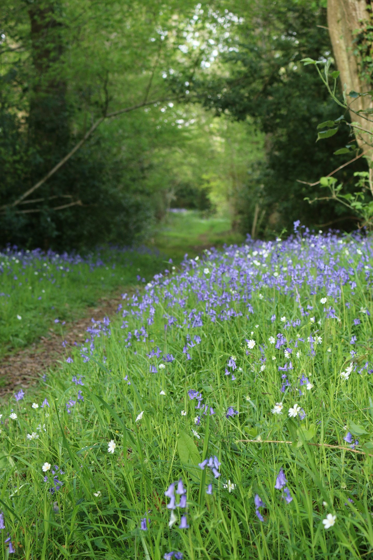 Spring flowers in a woodland scene