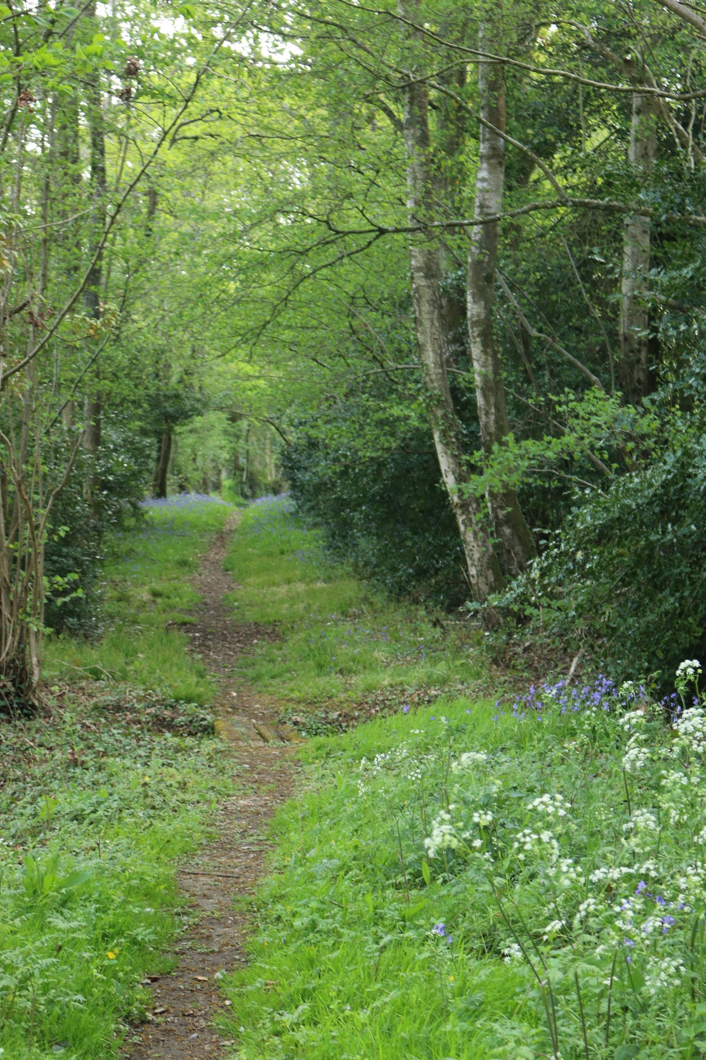 A historic path through woodland