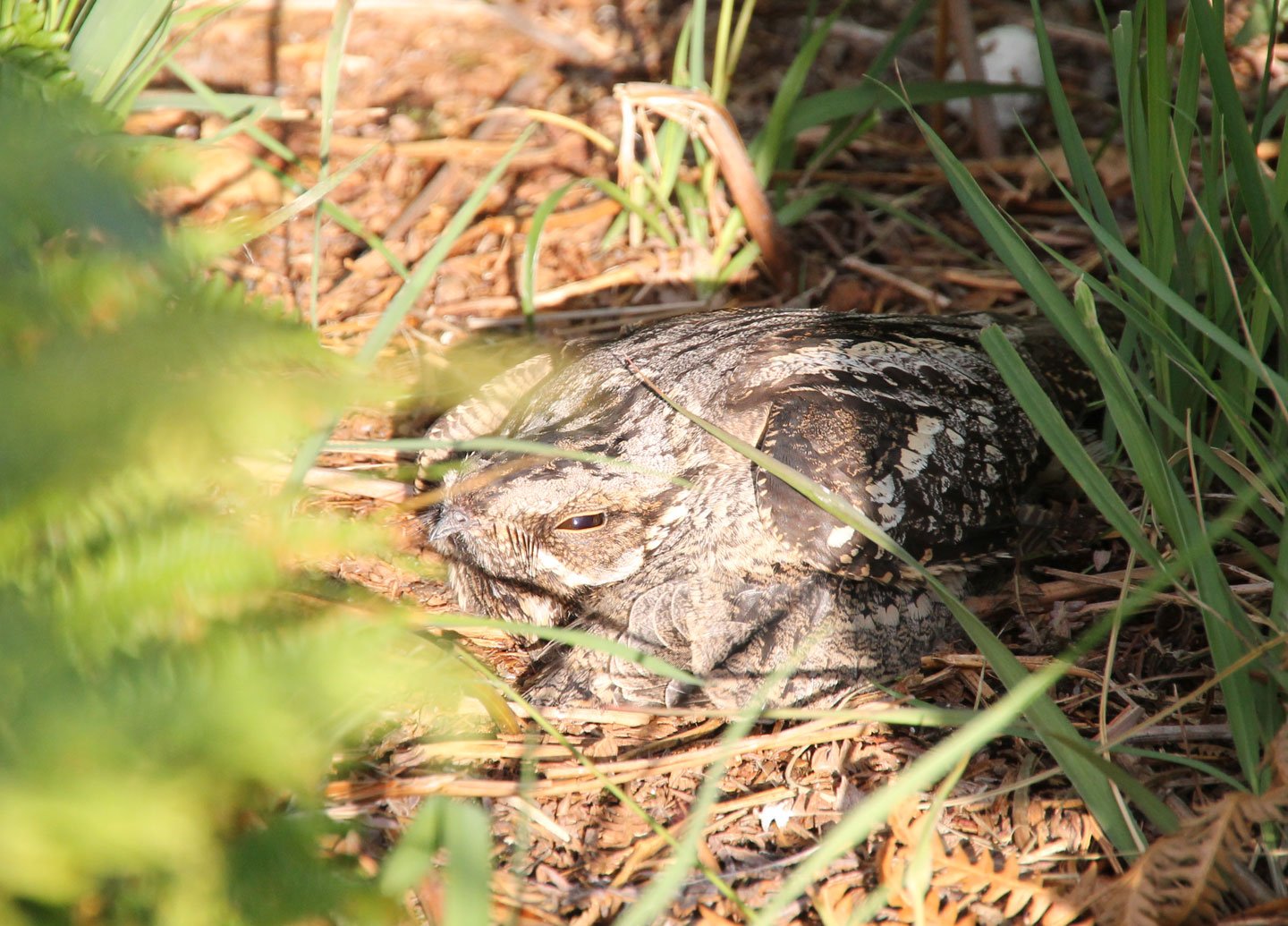 Nightjar Nesting © National Trust Bird in nest