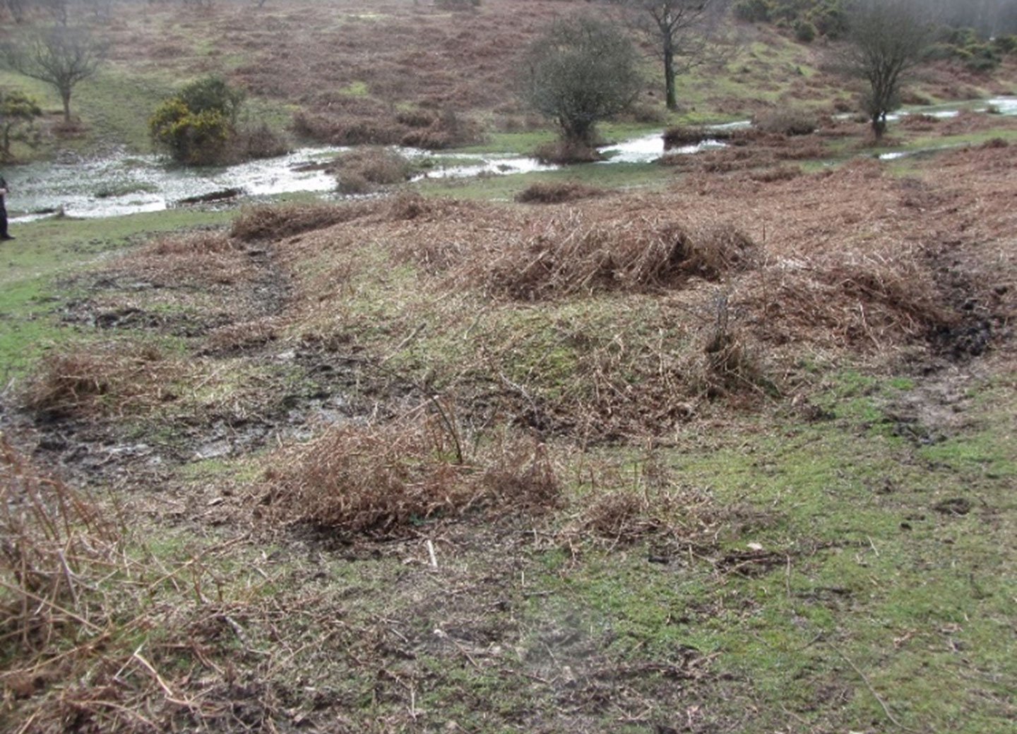 Pillow Mound once covered in bracken, Rockford Common. Bank covered in scrub