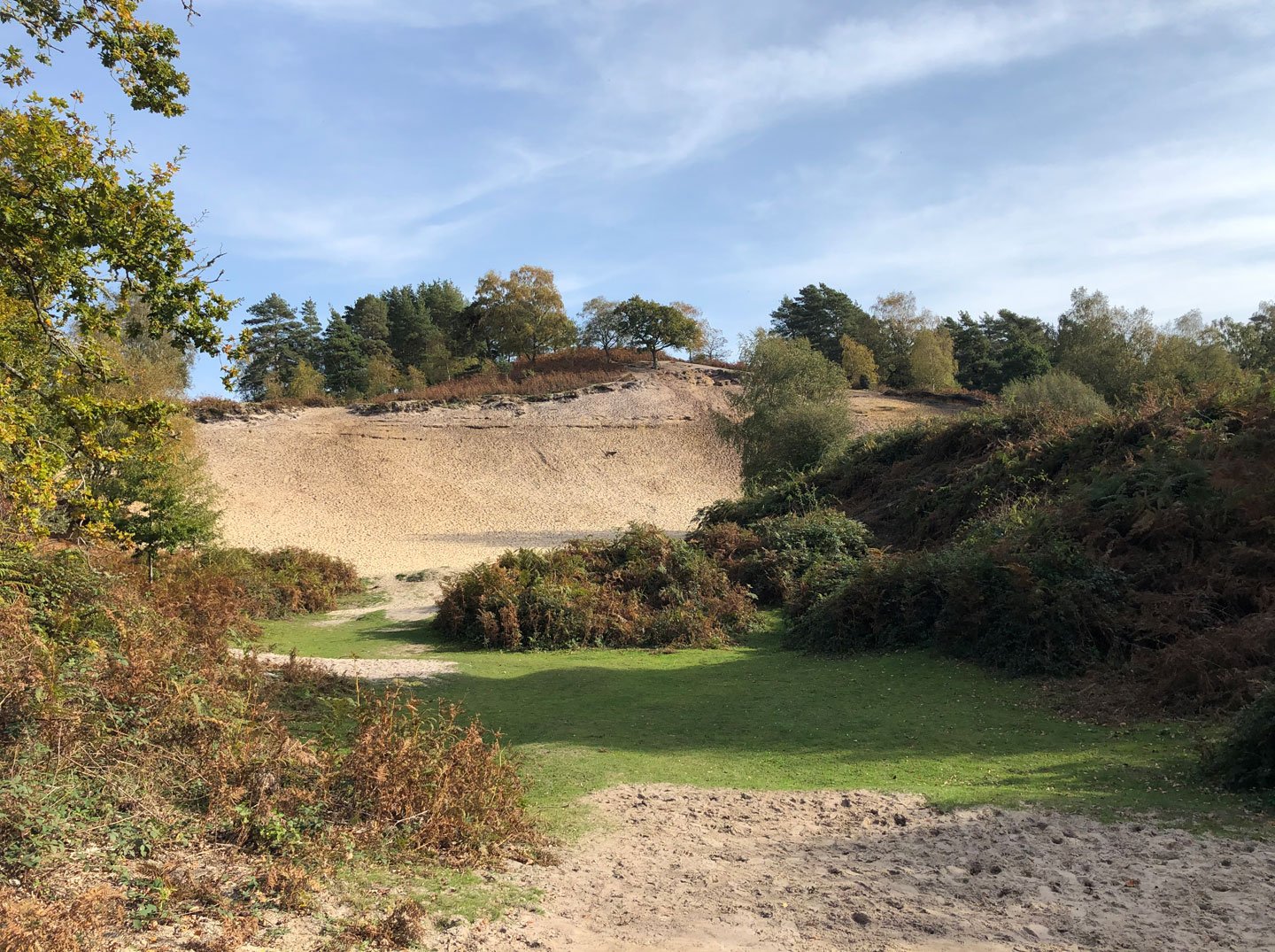 Disused sand quarry at Rockford Common Tall sandy bank with trees around
