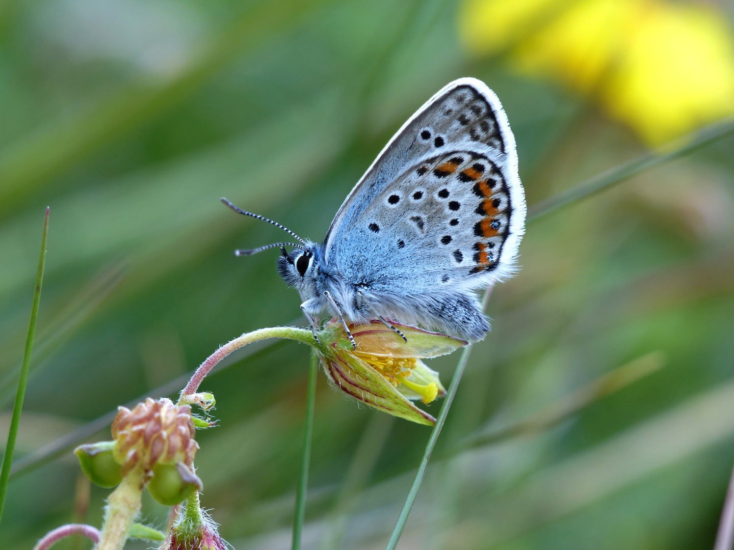 Silver Studded Blue butterfly © National Trust Butterfly on flower stem