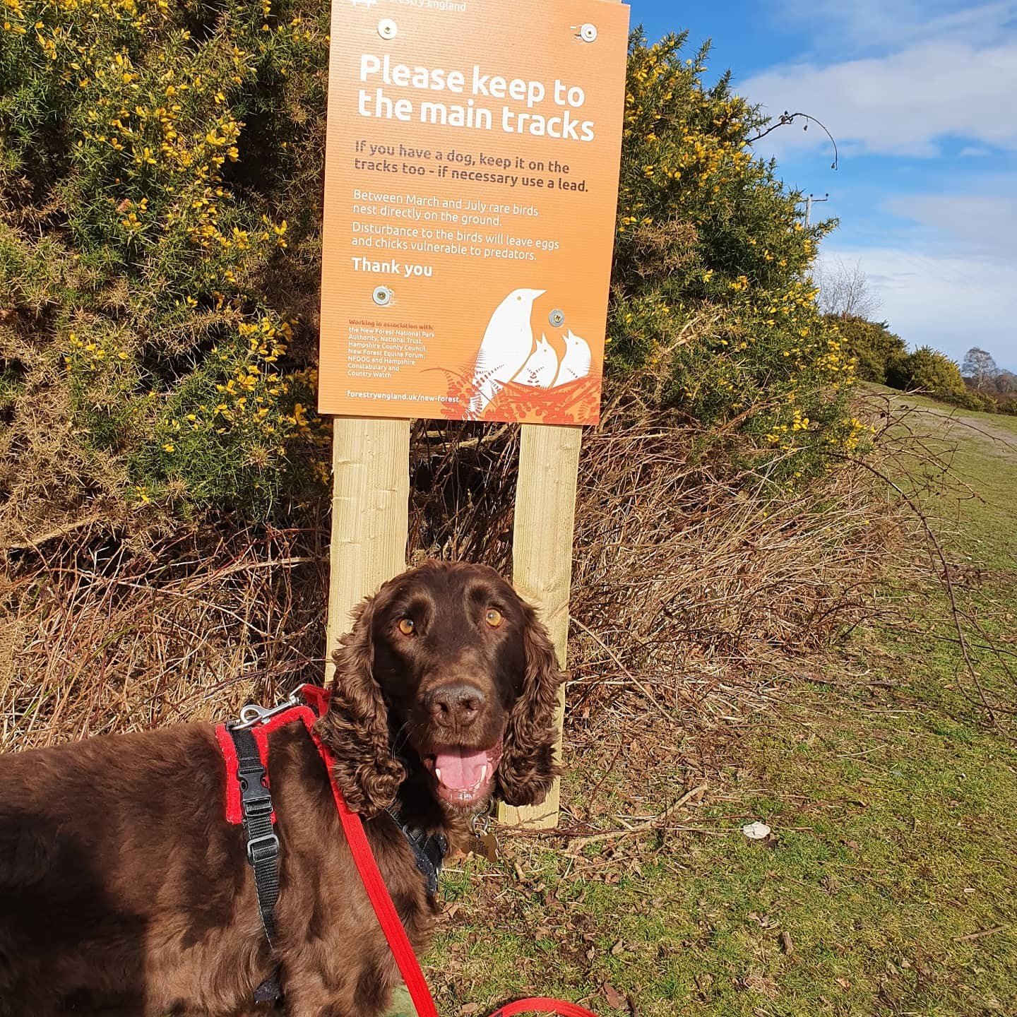 Cooper, the National Park ranger dog, observing the signs Cooper, the National Park ranger dog, observing the signs