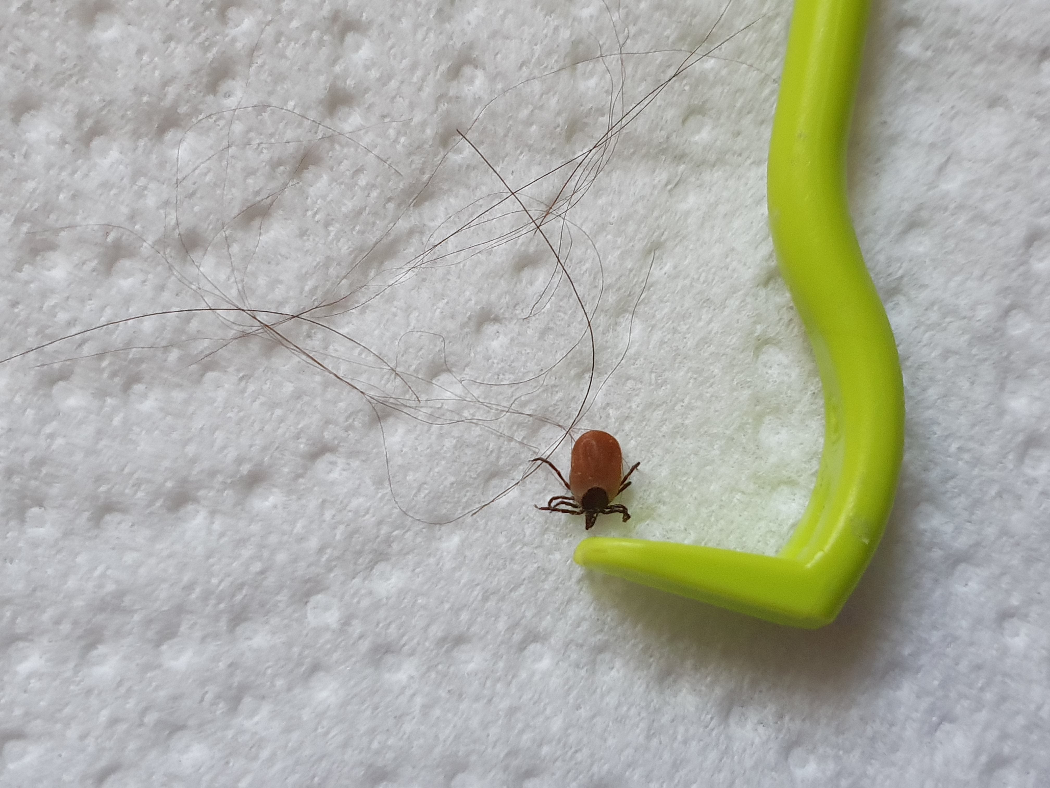 Tick with tick remover Cooper tick 2