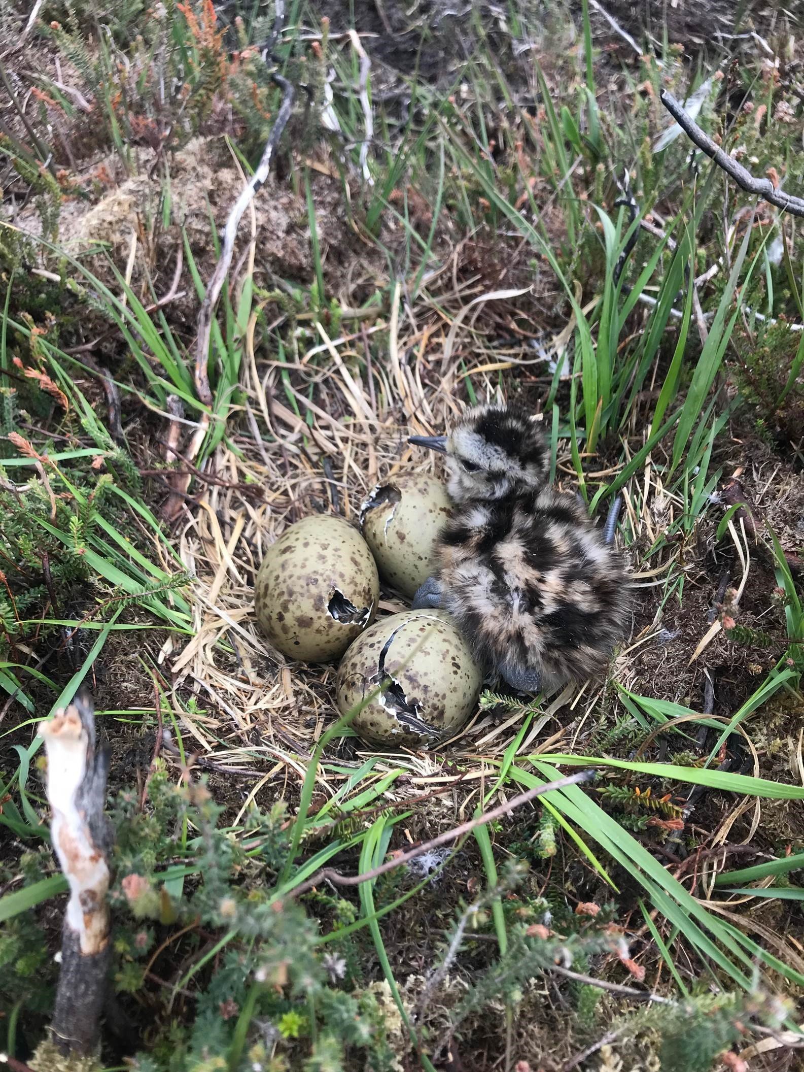 Curlew chicks hatching credit Elli Rivers