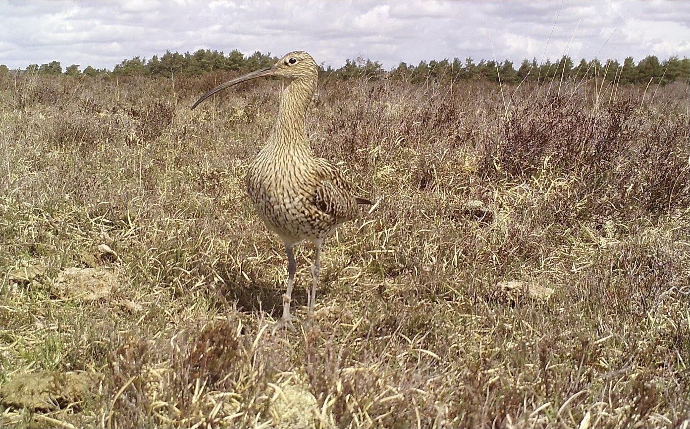 Curlew at nest credit Elli Rivers Curlew at nest credit Elli Rivers