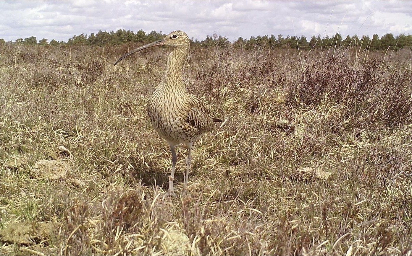 Curlew at nest credit Elli Rivers