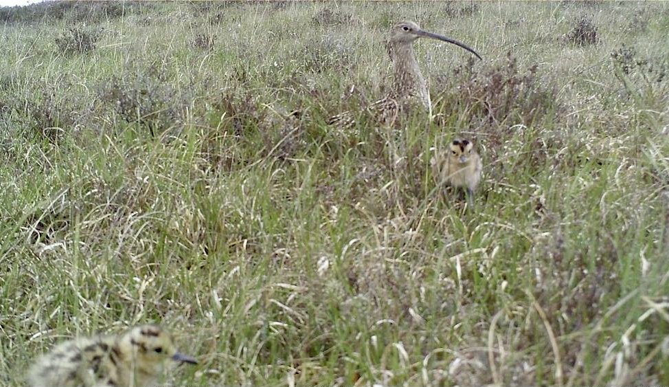 Curlew & chick credit Elli Rivers