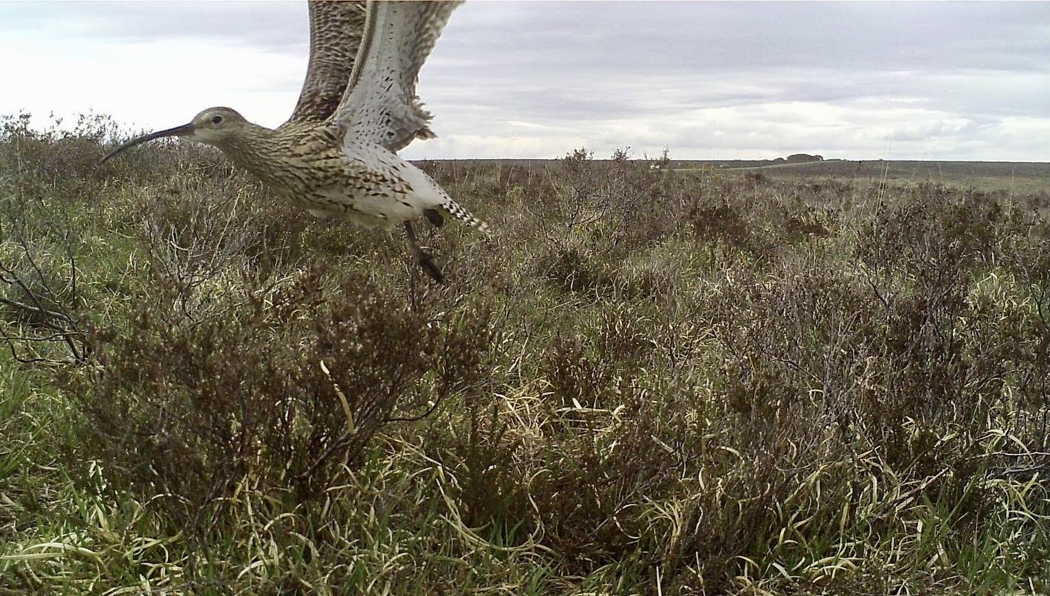 Curlew leaving nest credit Elli RIvers Curlew leaving nest credit Elli RIvers