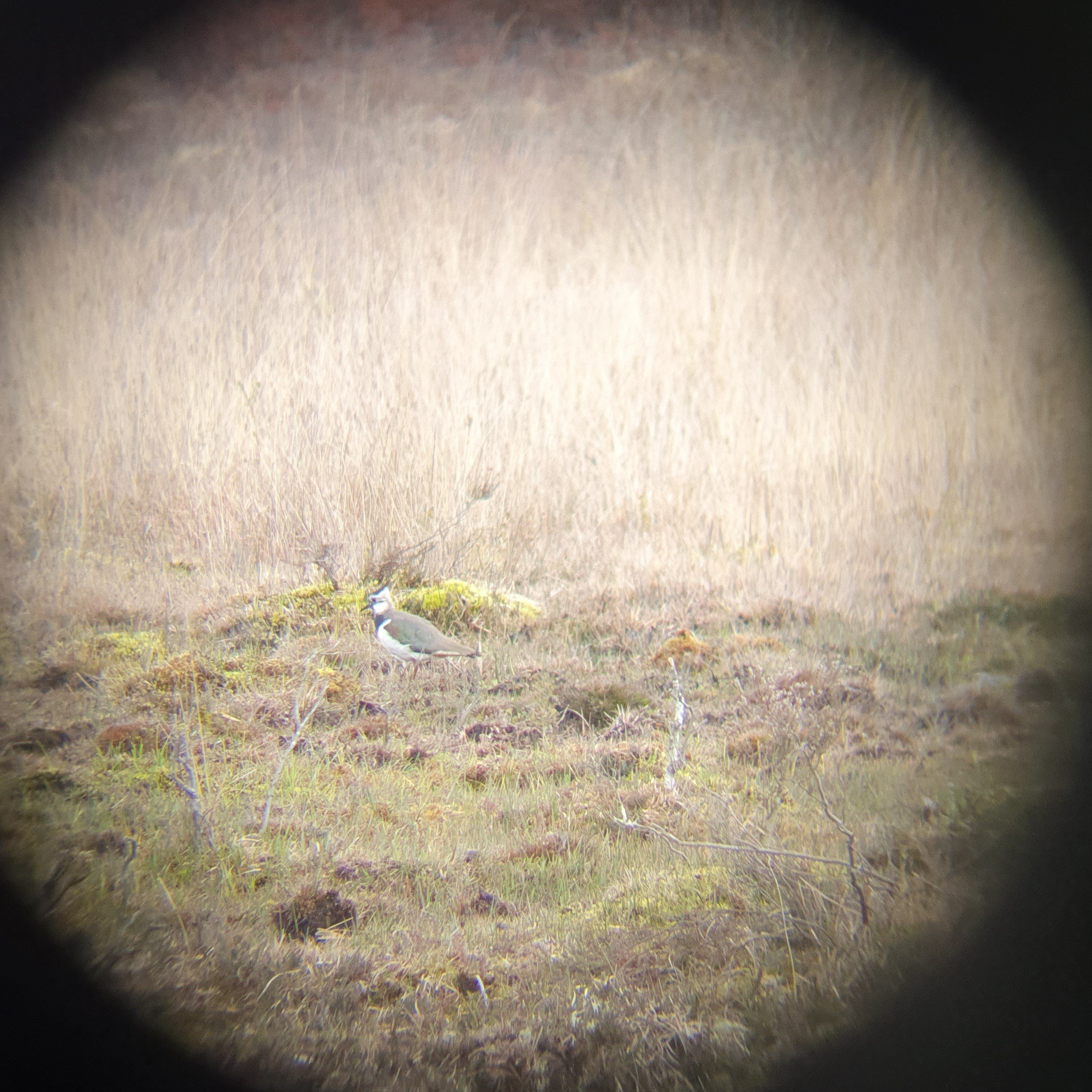 A lapwing spotted through binoculars