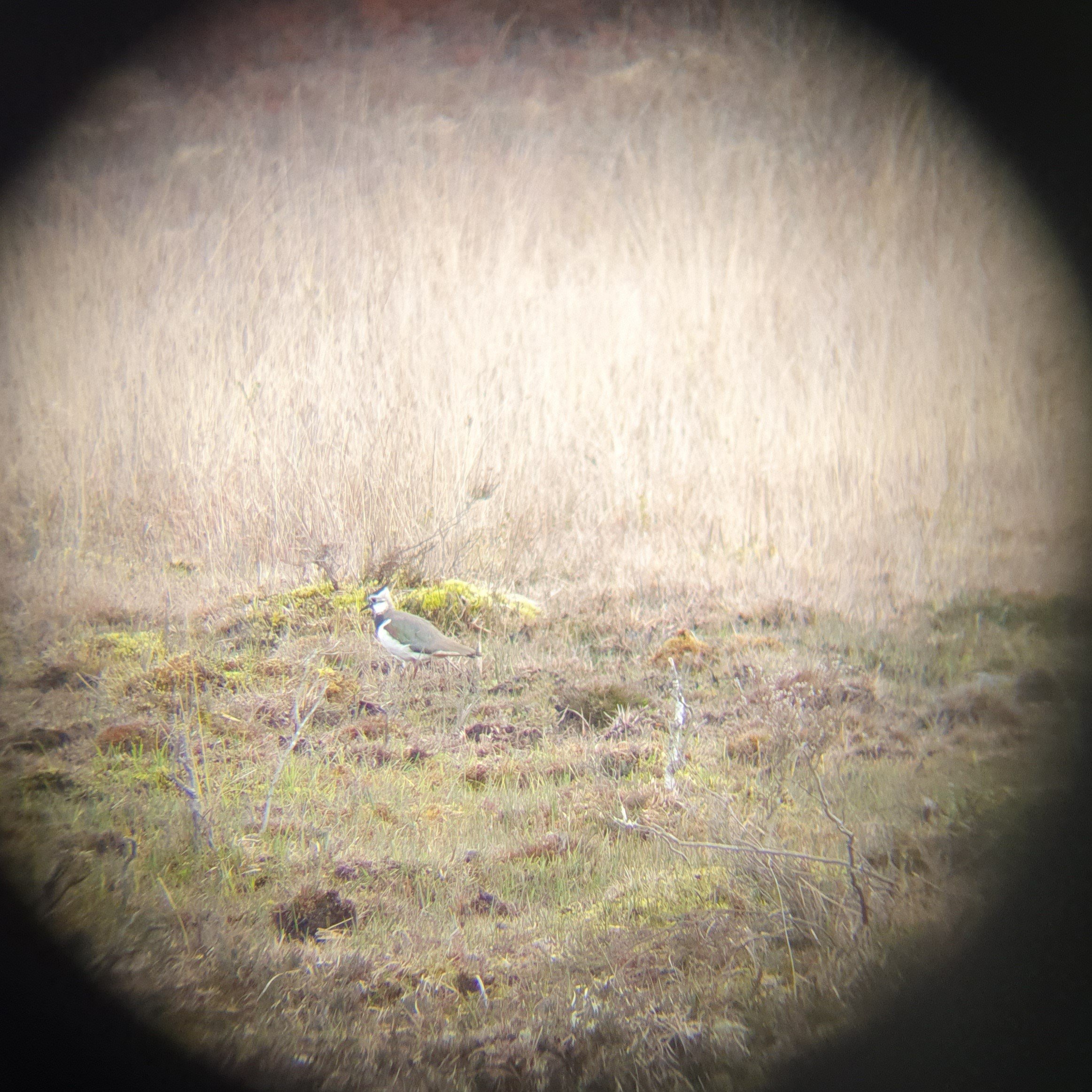 A lapwing spotted through binoculars A lapwing spotted through binoculars