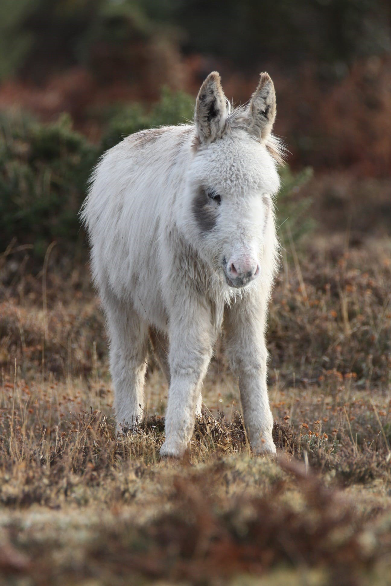 A white donkey stands on heathland