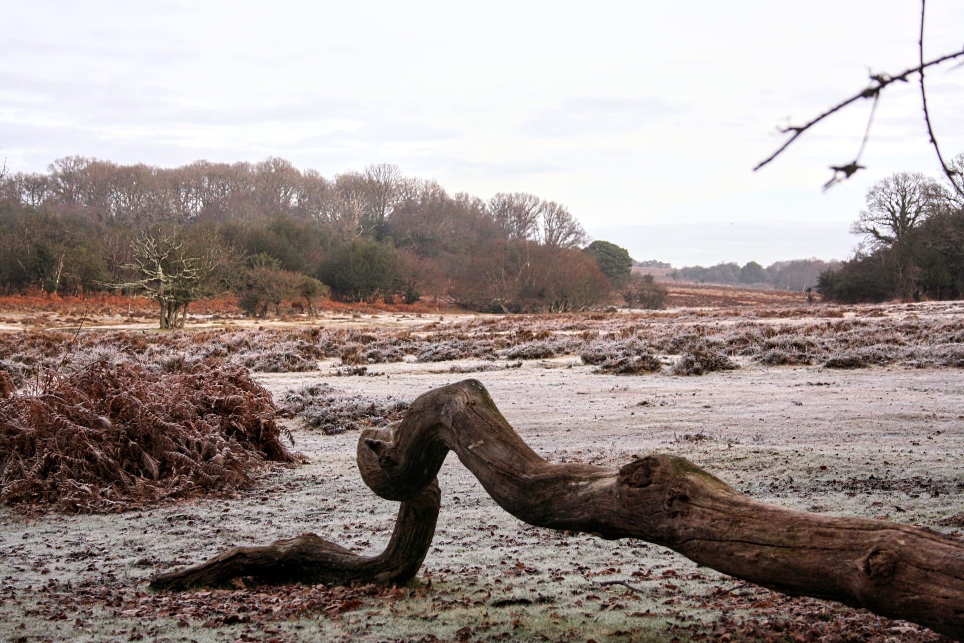 ©Fletcher Foot Fletcher foot frost