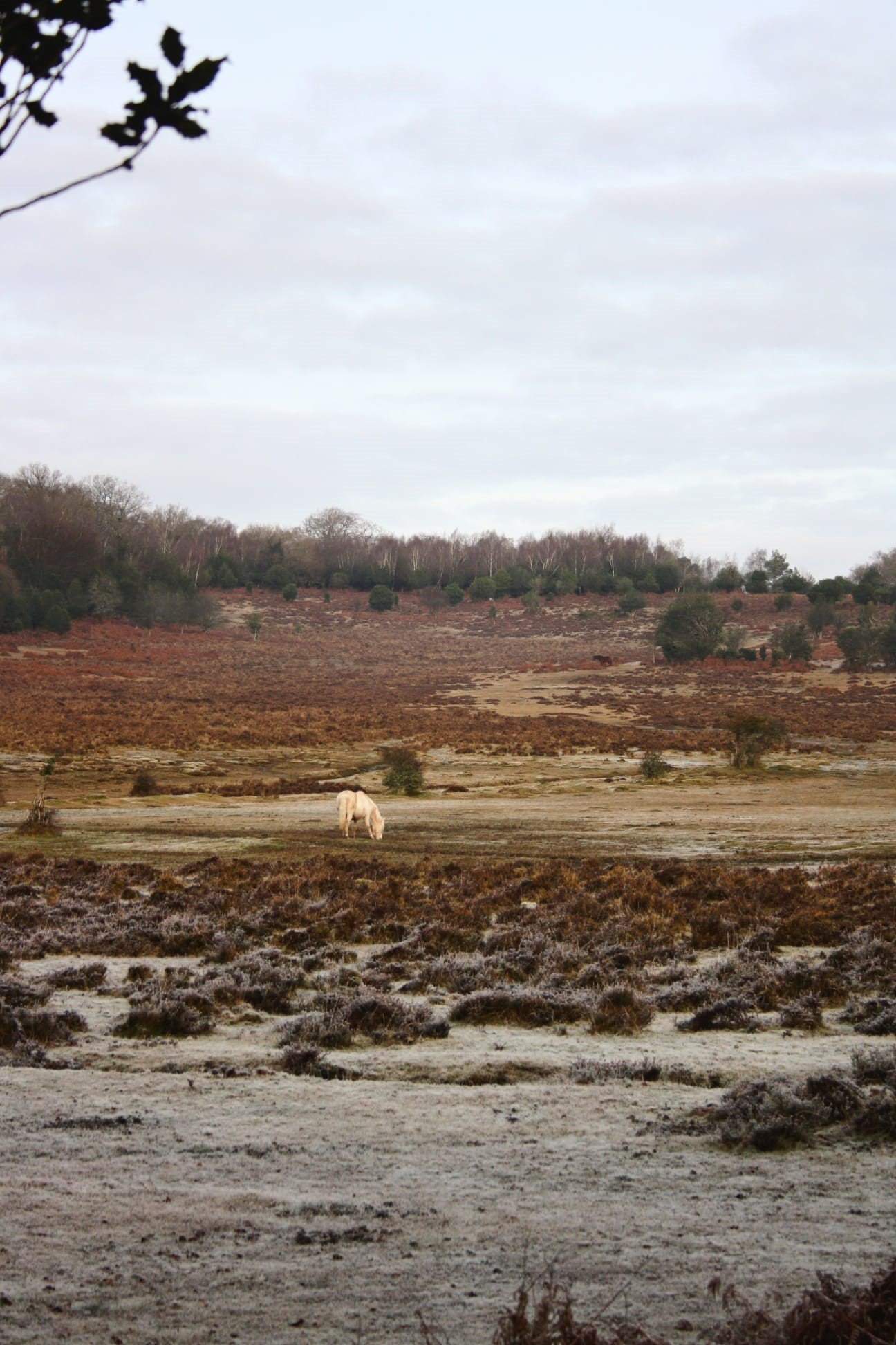 Fletcher foot heath