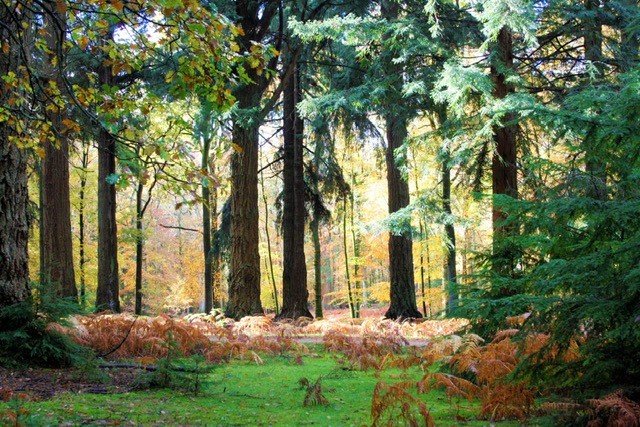 ©Fletcher Foot Fletcher foot tall trees