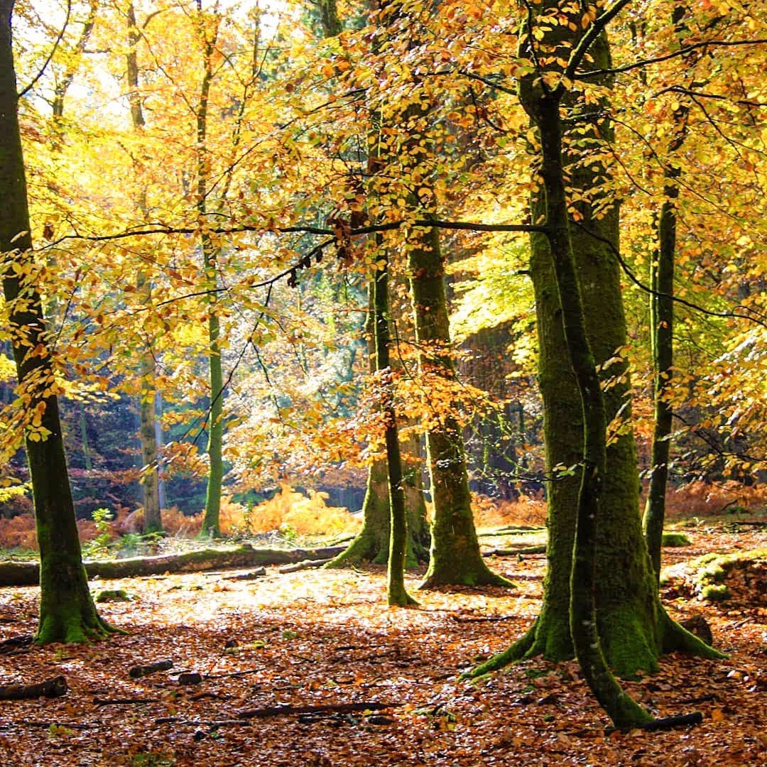 ©Fletcher Foot fletcher autumn pic.jpeg