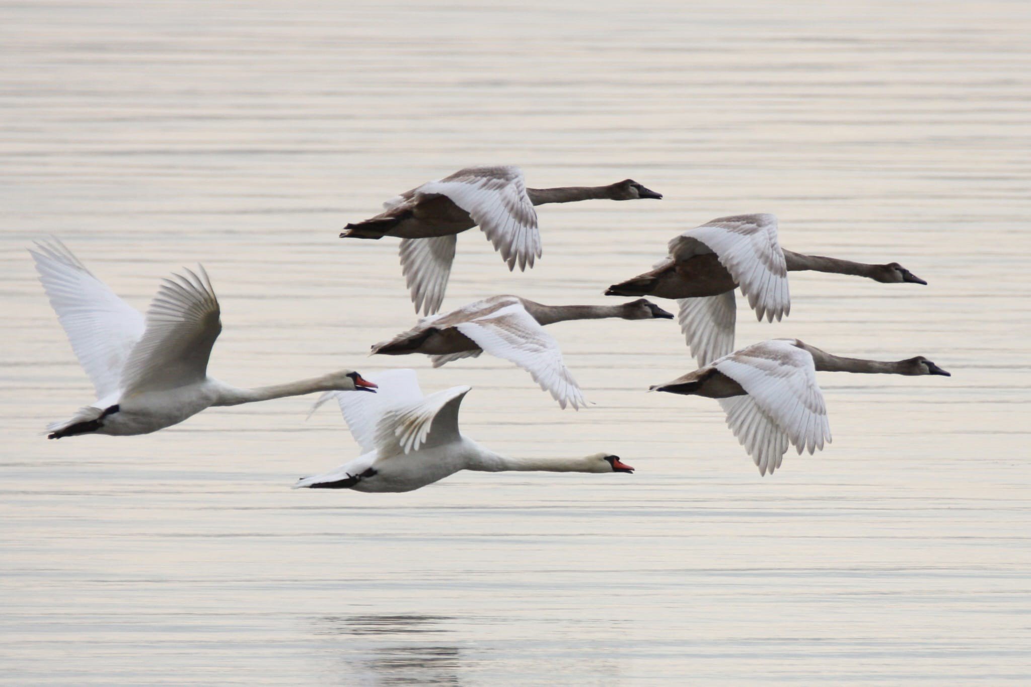 ©Fletcher Foot fletcher geese pic