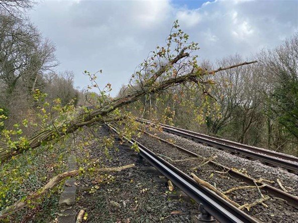 sway fallen tree