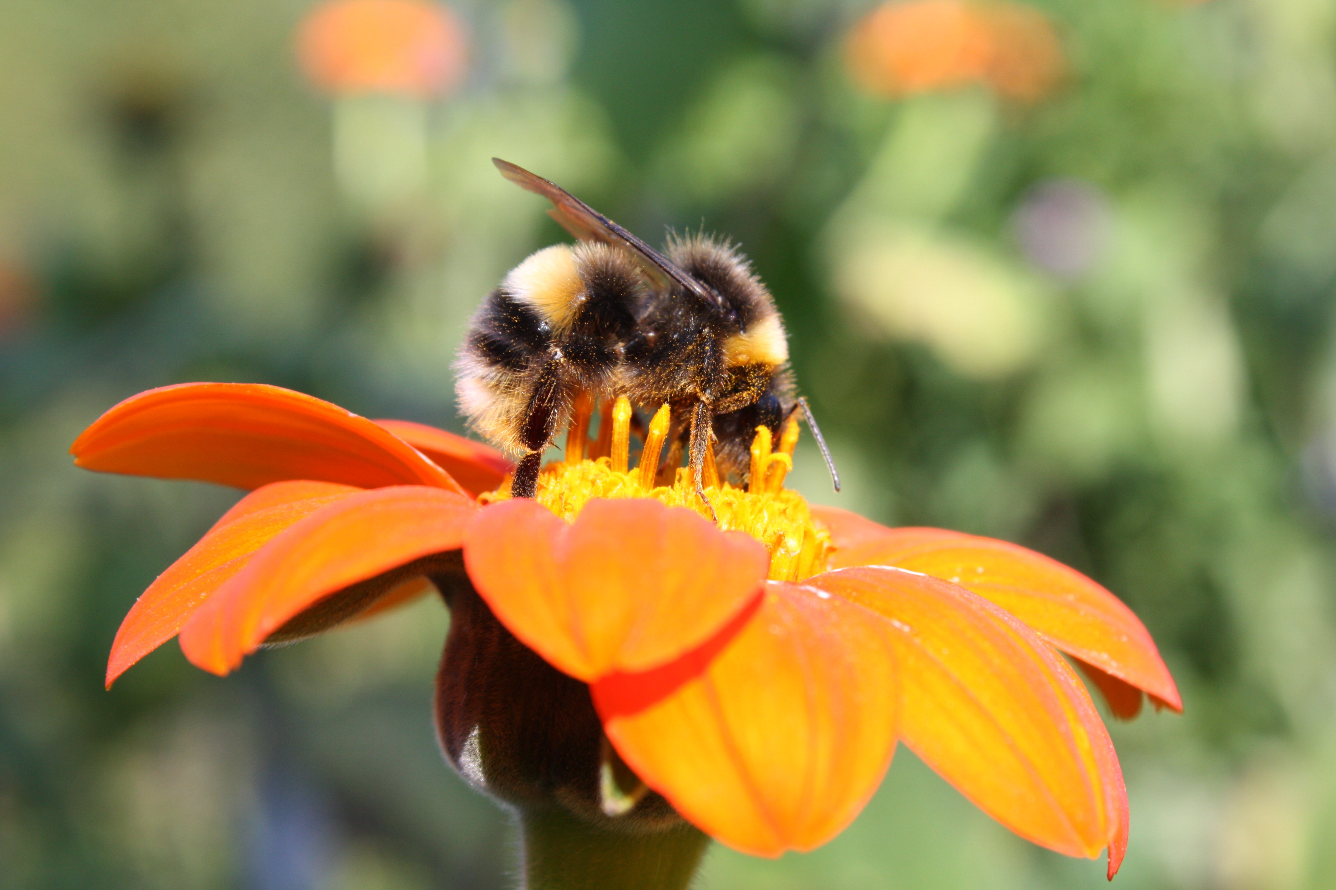 Bee on orange flower Bee on orange flower