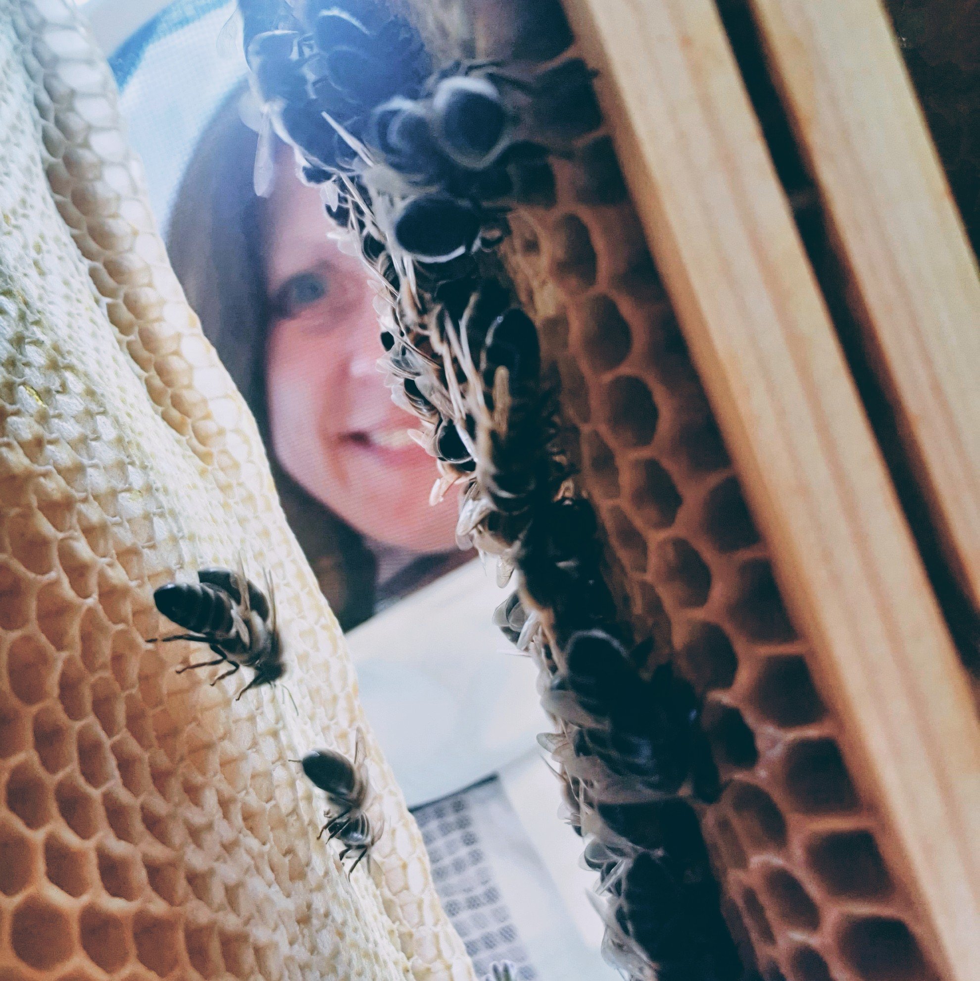 Jade Prentice of Bees and Botanicals. Woman inspecting a hive