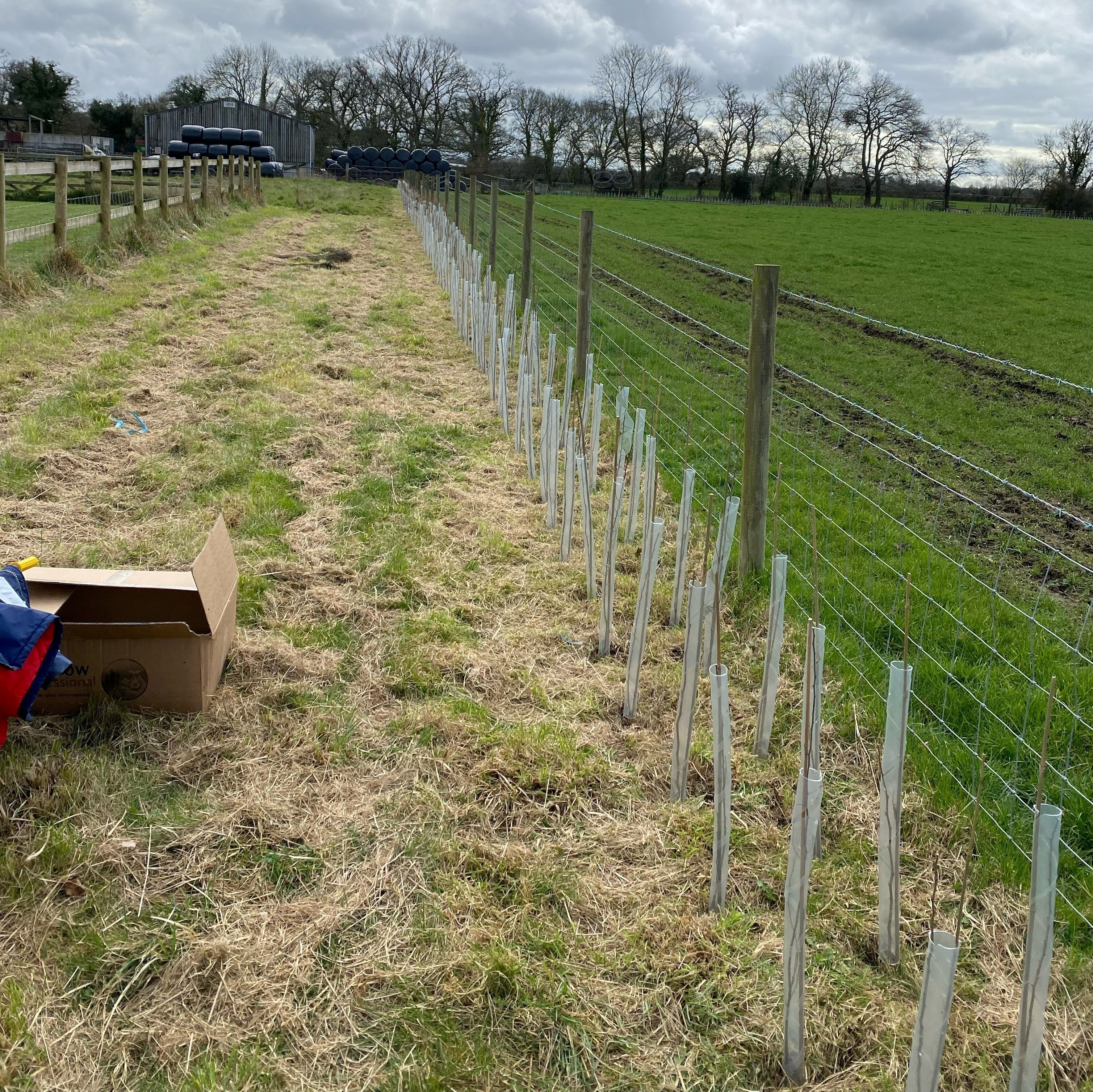 Tree and hedgerow planting burdenfarm4 (2)