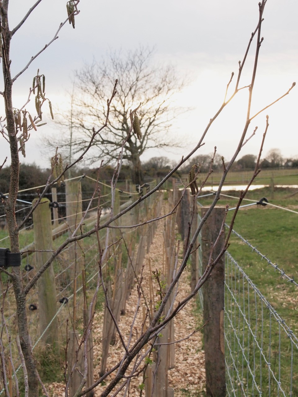 Early signs of hedgerow growth hockley2