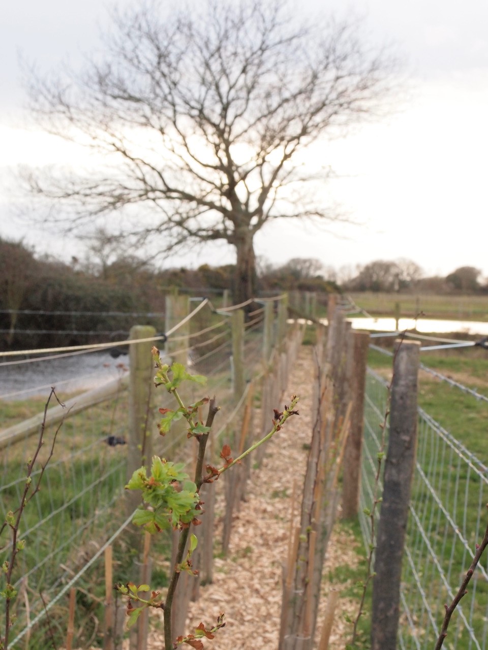 Early signs of hedgerow growth hockley3