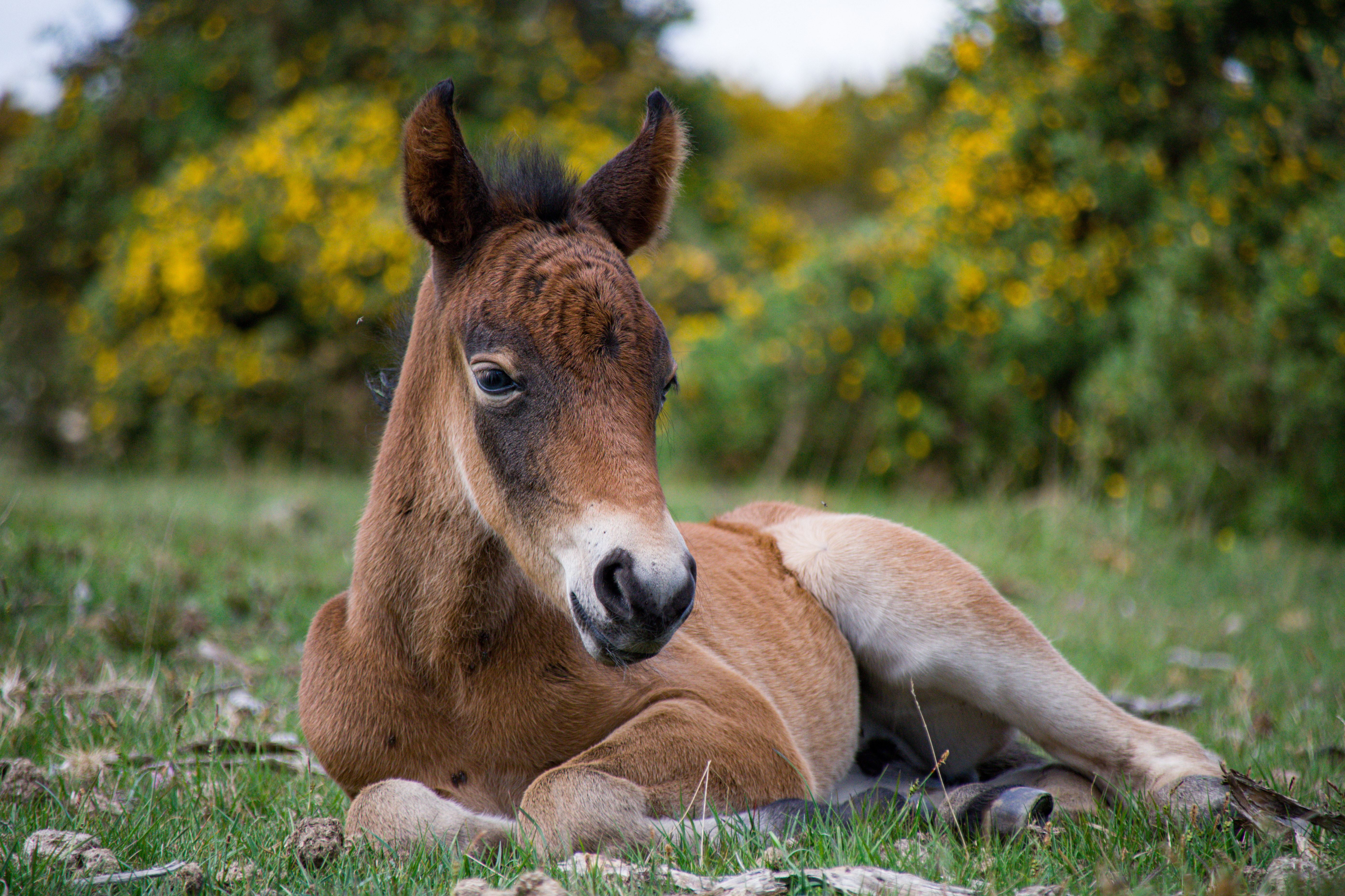 New Forest foal lies on green grass. Behind are flowering gorse bushes.