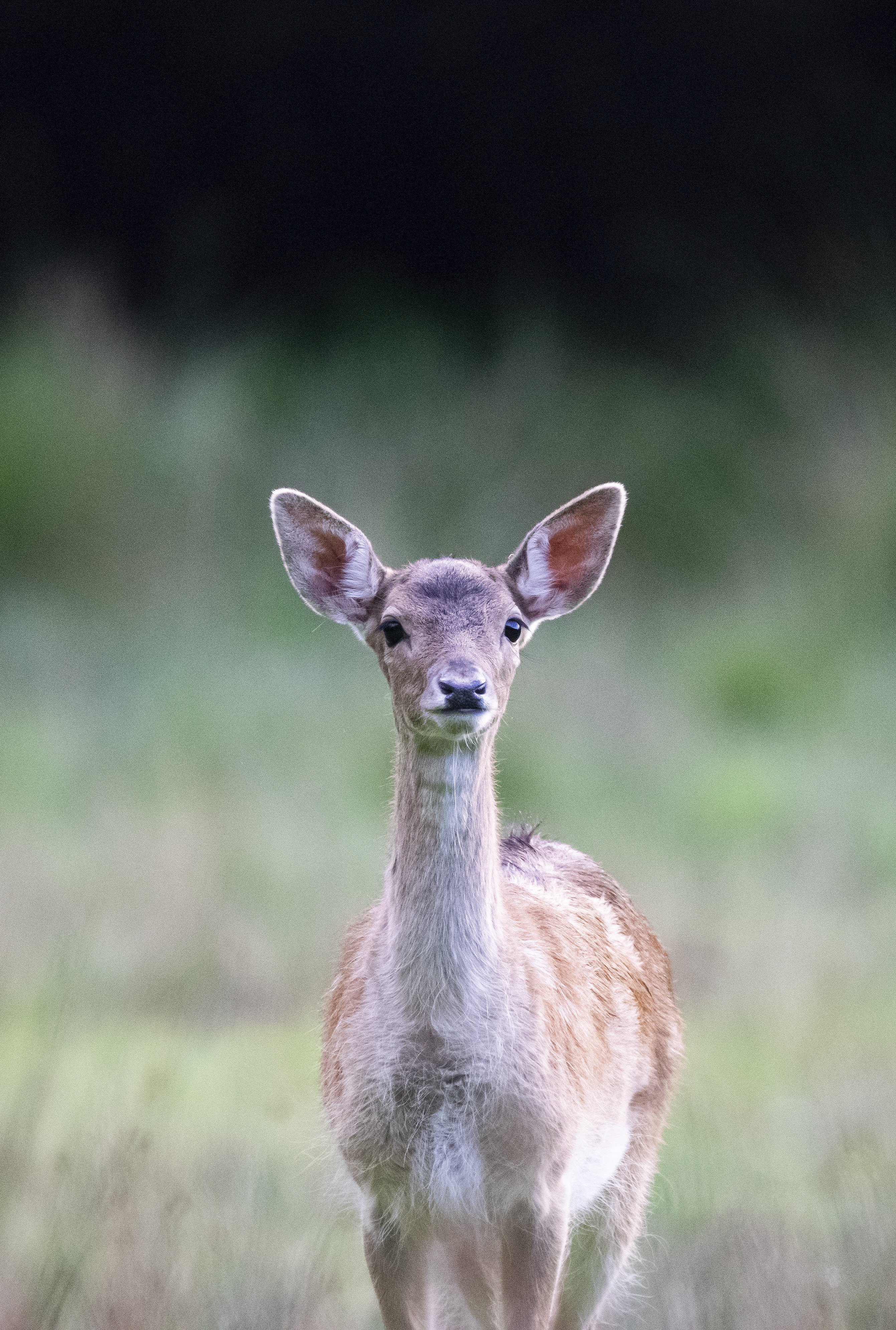 A deer stands in the centre of the image, behind is blurred out woodland.