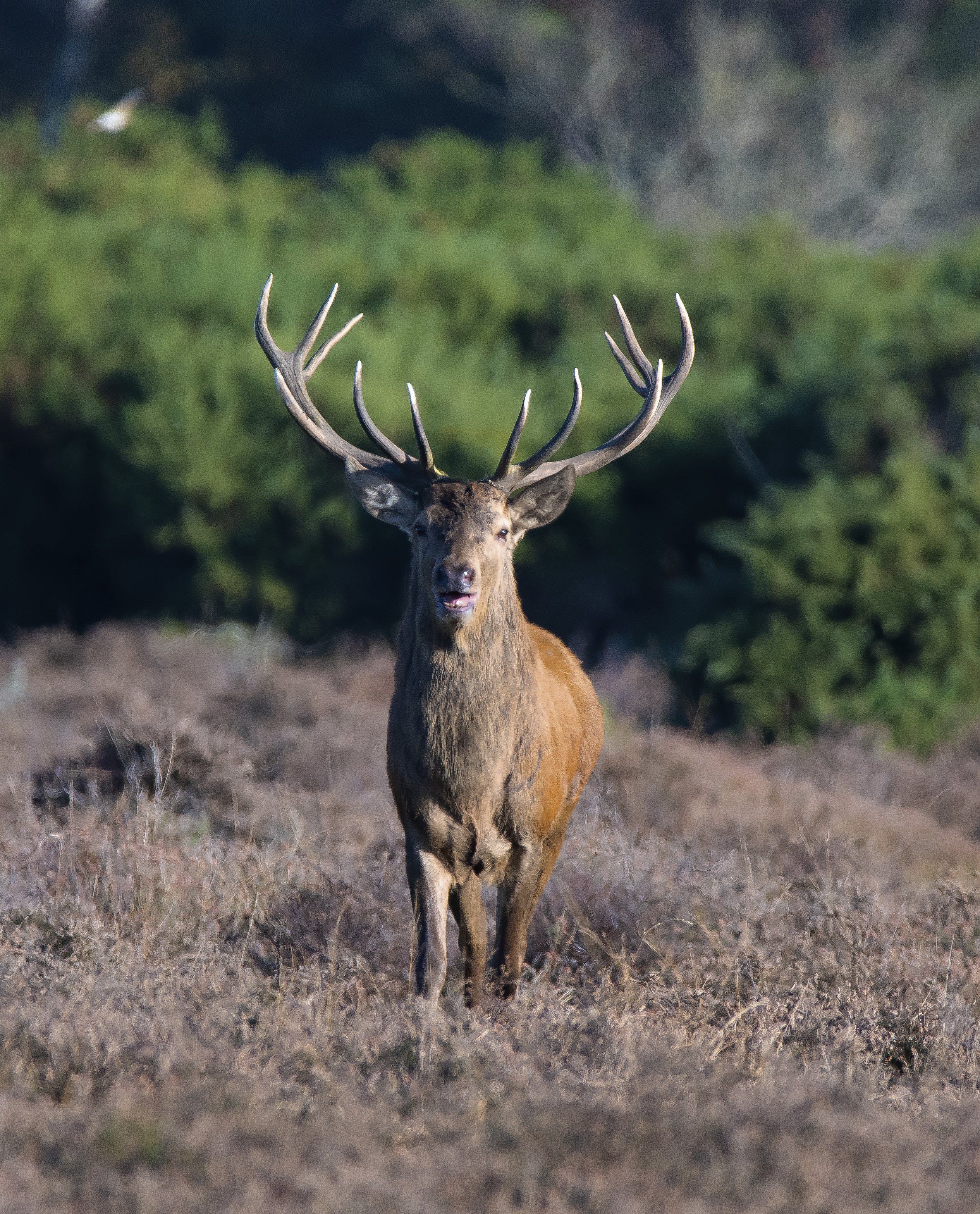 A stag stands in the centre of the image, it is surrounded by heather and gorse.
