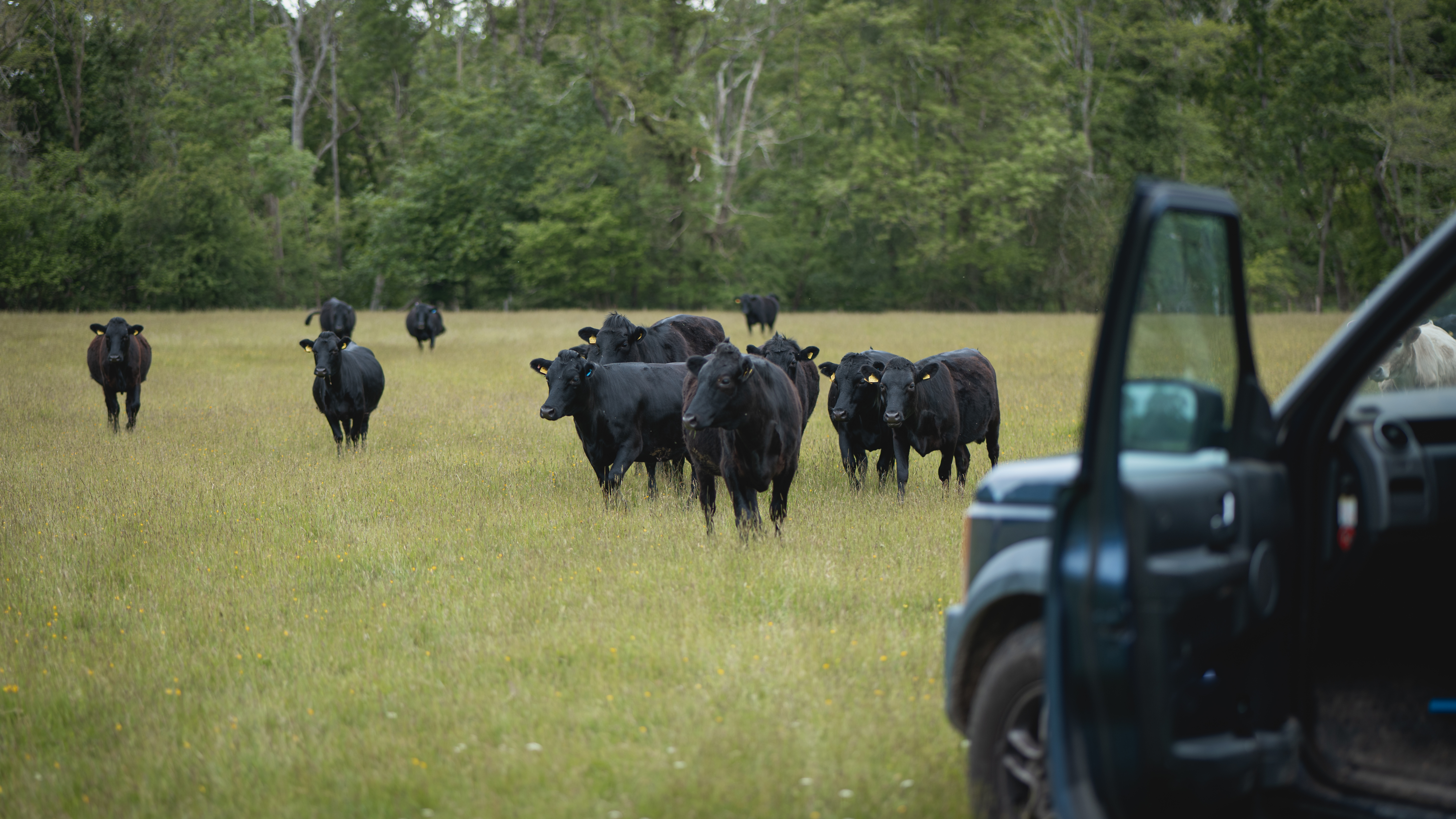 Peter's herd of Dexters