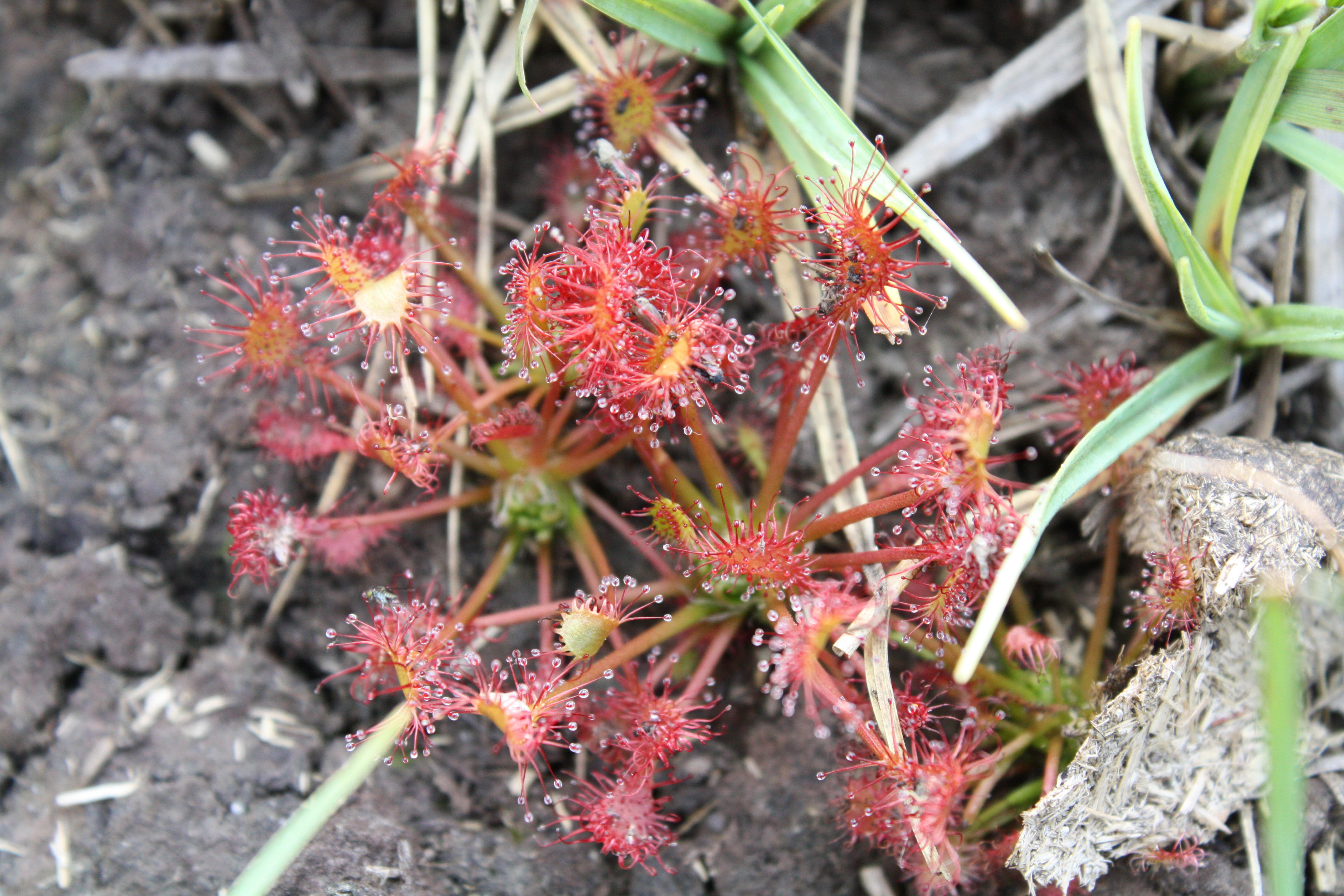 Sundew in the New Forest Sundew in the New Forest