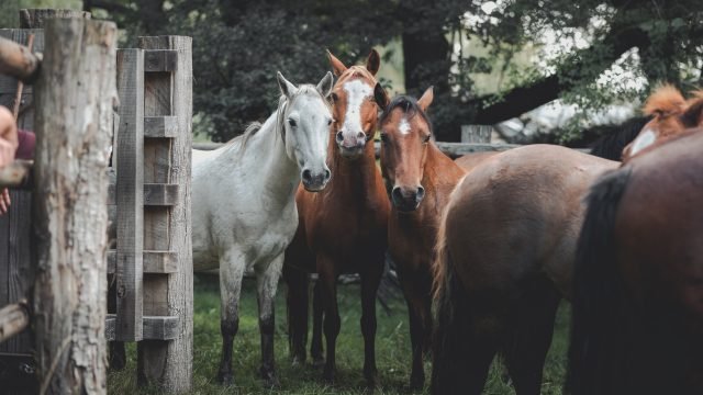 three New Forest Ponies looking down lens. One white, the others chestnut