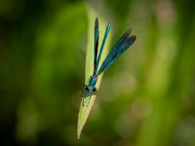 Damselfly perching on a reed