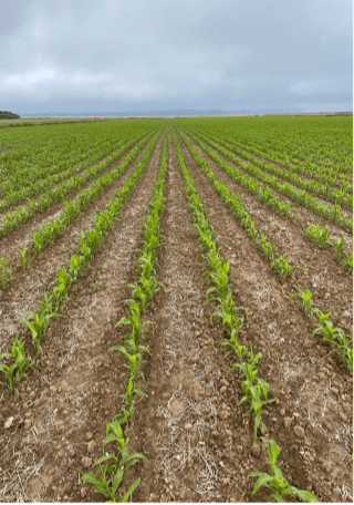 Strip-tilled maize Picture 1 2022-11-15 10_41_15
