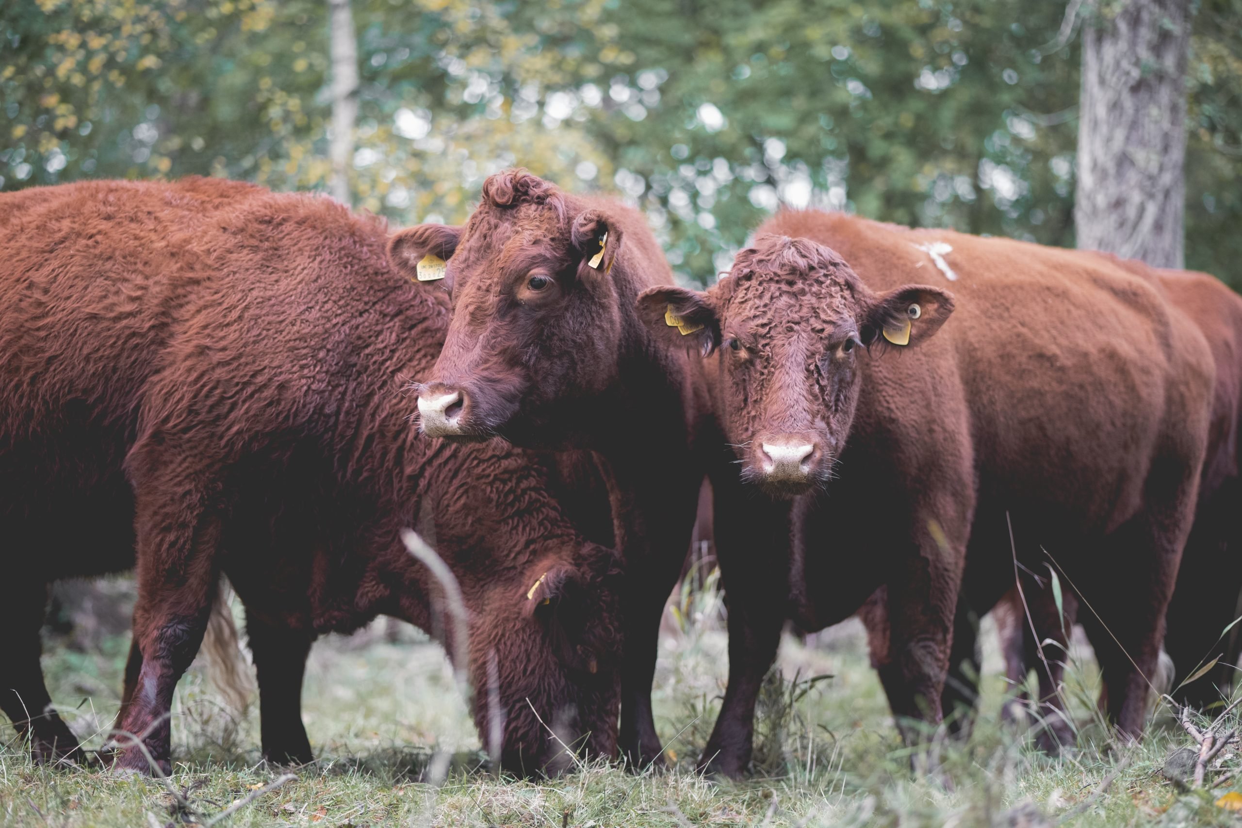 Three Ruby Red Devon Cows in wooded area. One is grazing the other two are looking down the camera