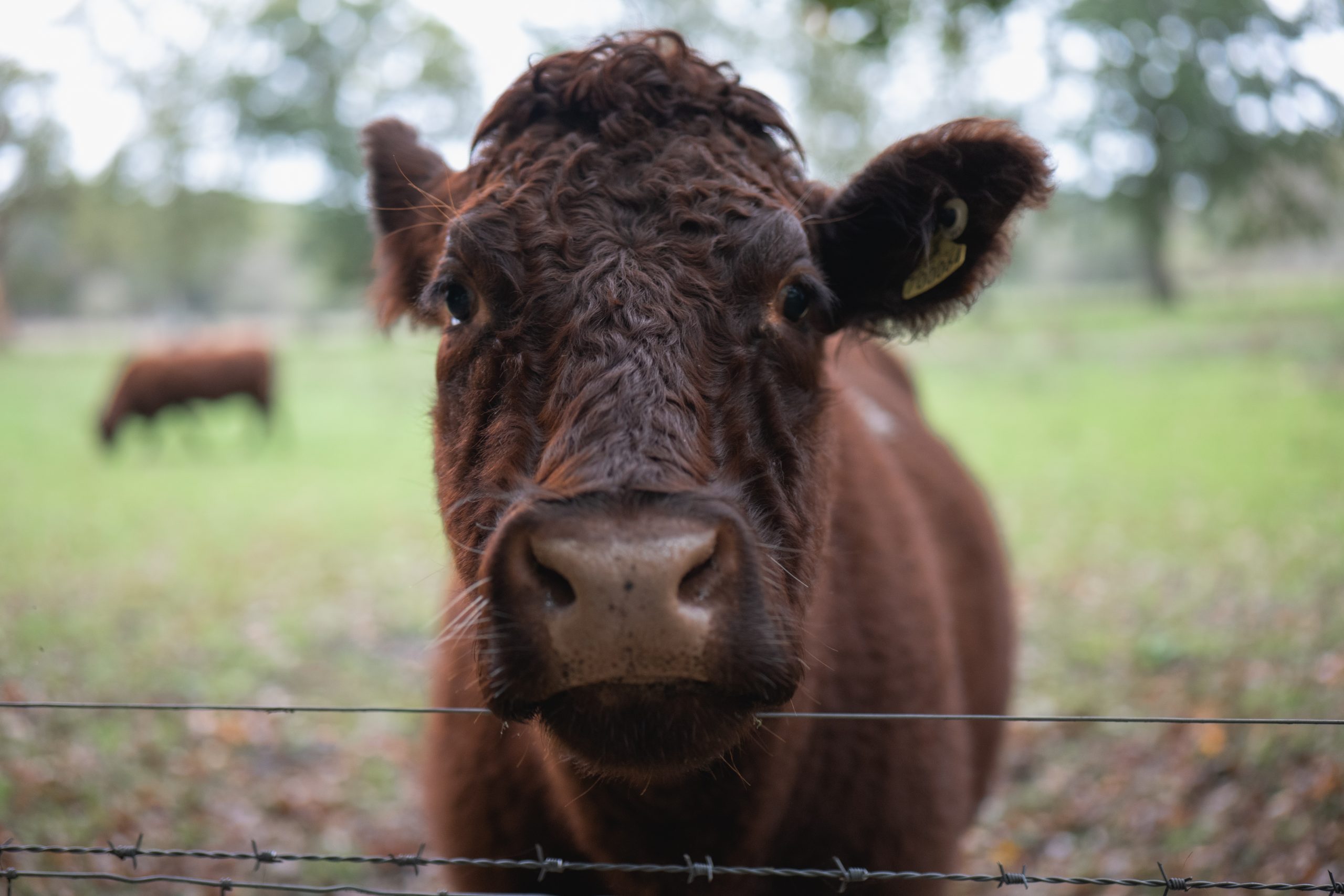 A Ruby Red Devon cow looking down the lens. It is leaning over a fence with a field behind