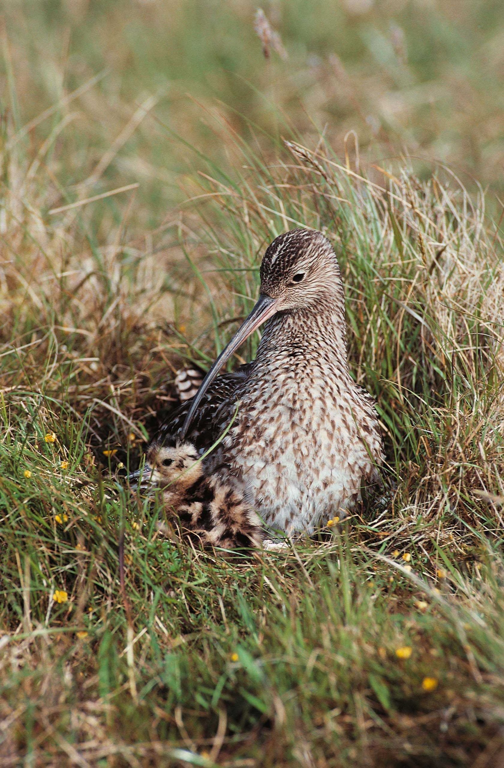 A curlew in the grass watching over it's chick next to it