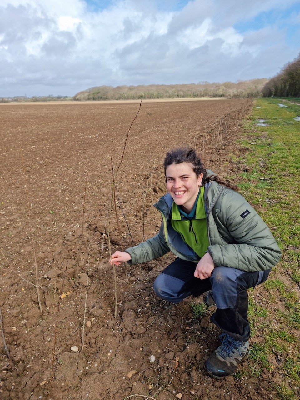 Person planting hedge