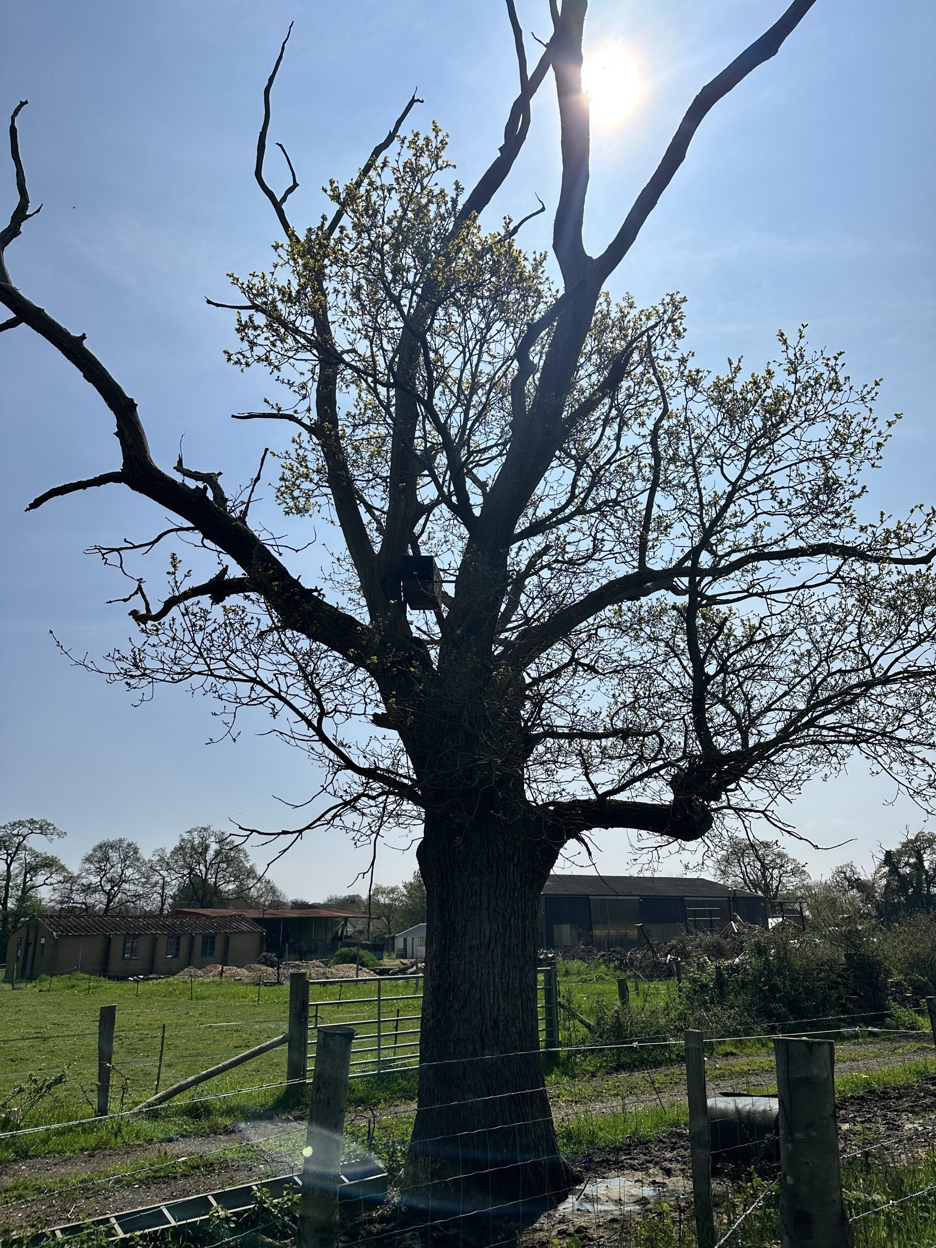 tree with bird box tree in field with bird box